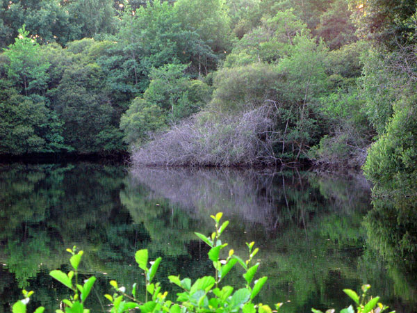 trees reflected in lake